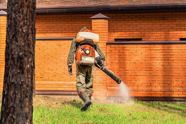 Trusted Ant Control service in Tonto Basin, AZ - Nex Pest Control